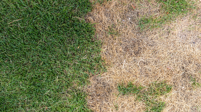 A man touching short green grass.