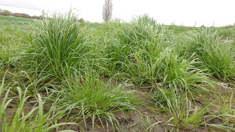 Clumps of tall fescue growing in a meadow.
