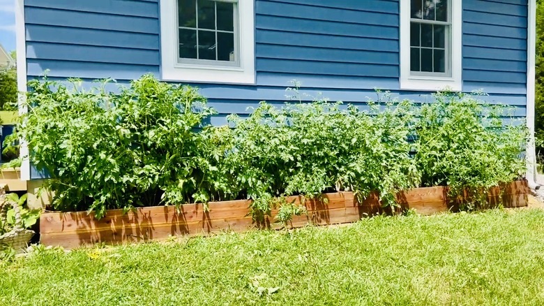 Wooden raised planter bed attached to home