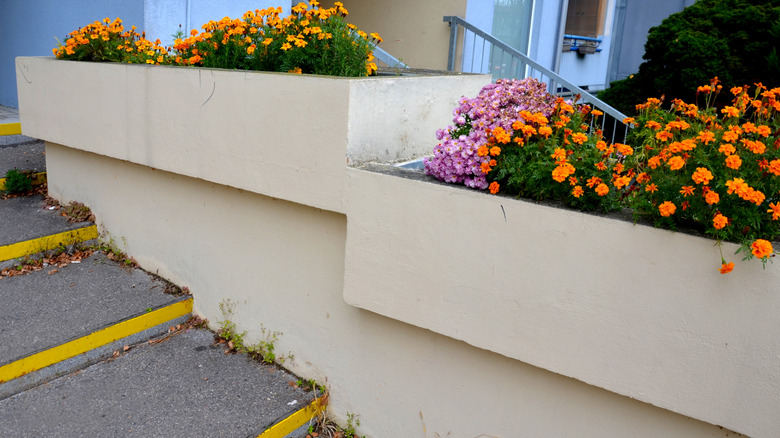 Large concrete planters with flowers.