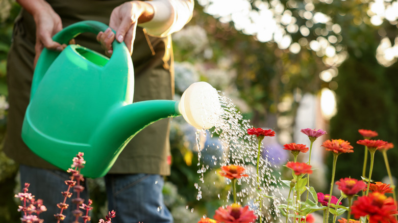 Woman watering colorful flowers with green watering can