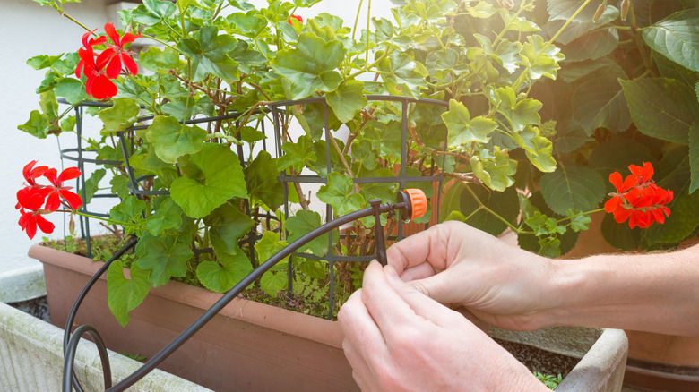 Close up of hands adding drip irrigation to potted plants