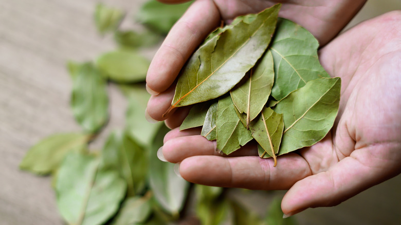 person holding dried bay leaves