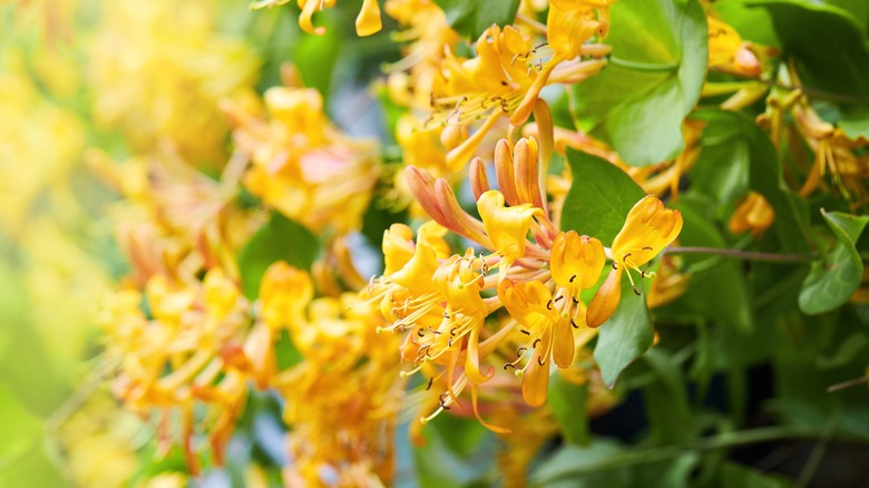 honeysuckle plant with yellow flowers