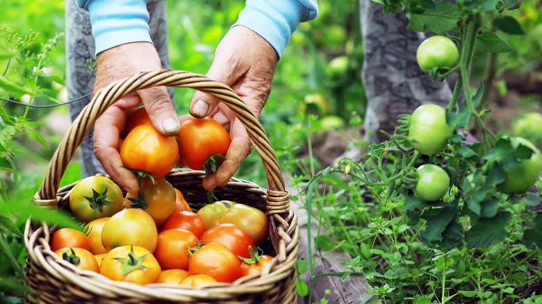 man picking tomatoes in garden