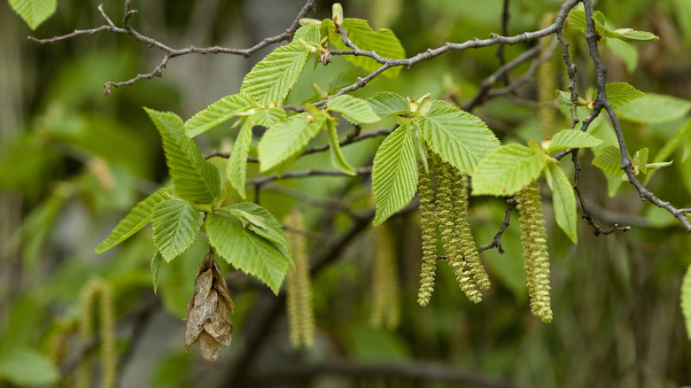 Hornbeam leaves up close