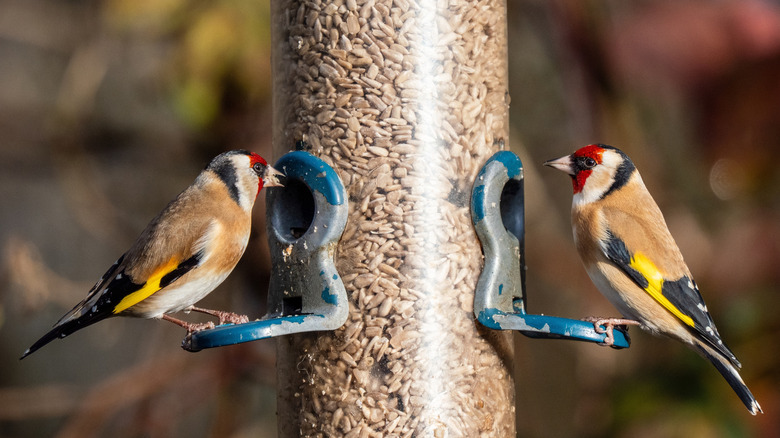 Two goldfinches on a bird feeder during a sunny day