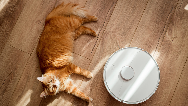 cat with robot vacuum