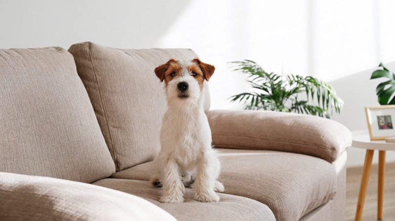 puppy on couch