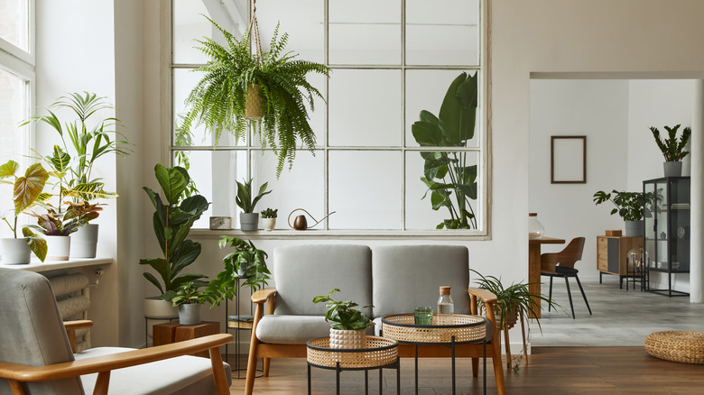 living room with plants