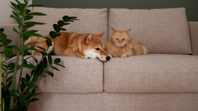 dog and cat on couch