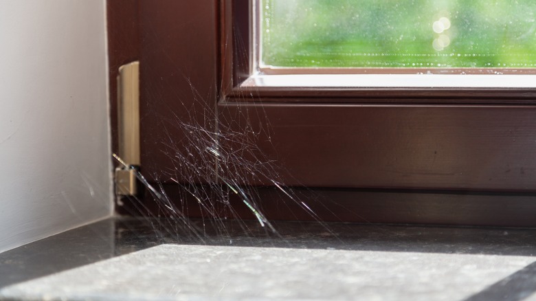 cobweb near window