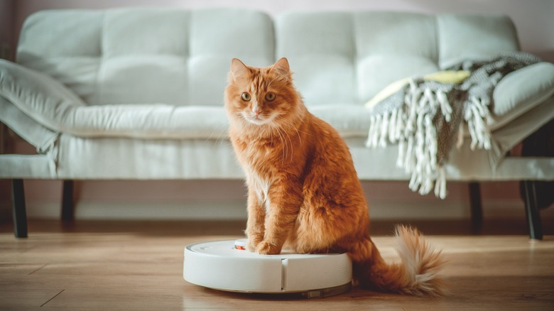 cat on a robot vacuum