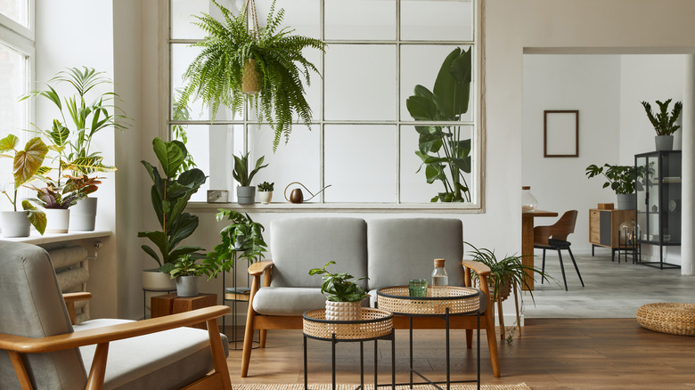 home with many plants