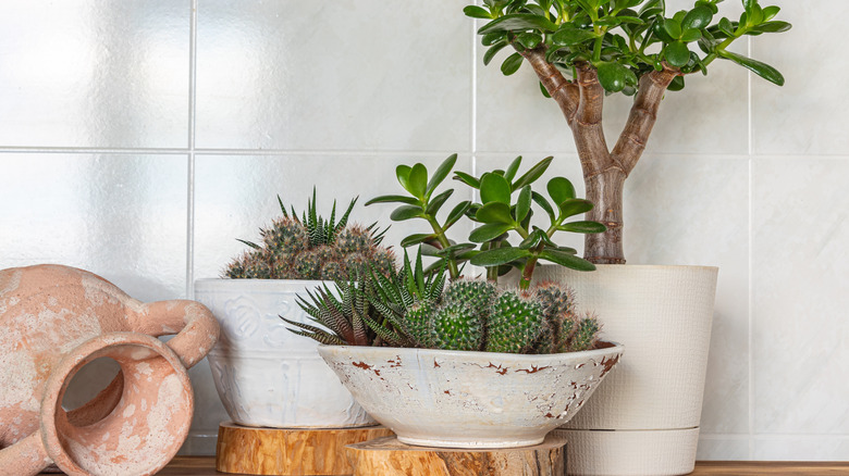 A trio of succulent pots in varying sizes looks harmonious against a white tile wall.