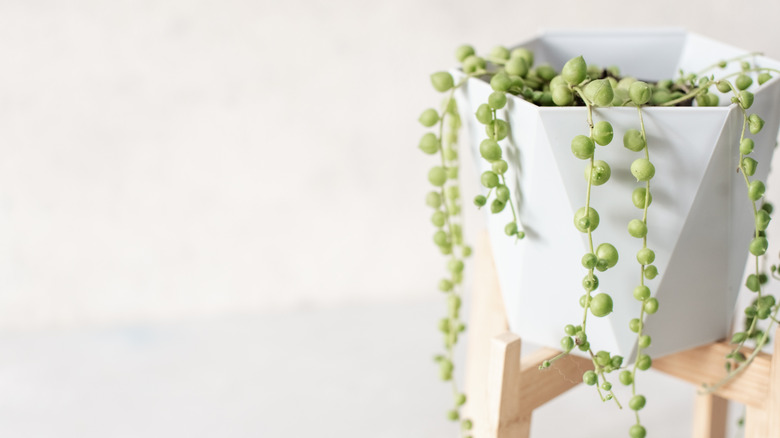 A string of pearls plant drapes over the edge of a white ceramic pot on a short wooden stand.