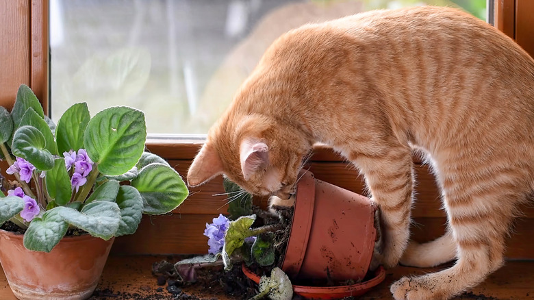 Cat knocking over African violet houseplant in window