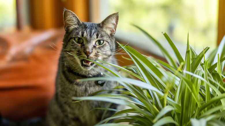 A housecat nibbles on spider plant leaves