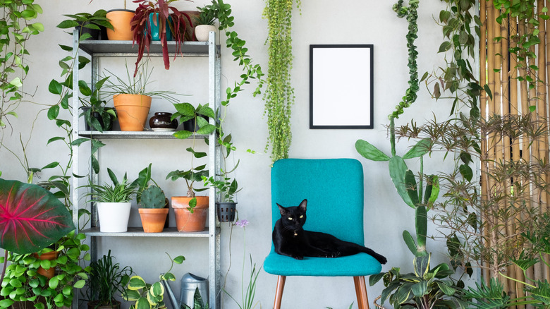 A black cat sits in a room surrounded by houseplants