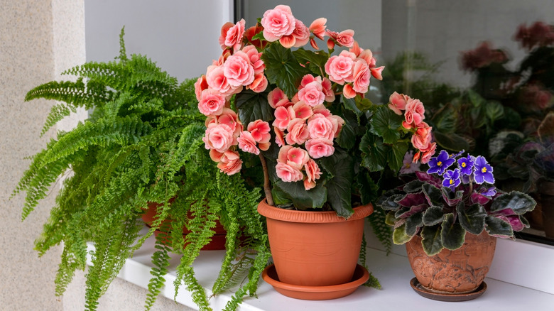 Potted begonias on windowsill