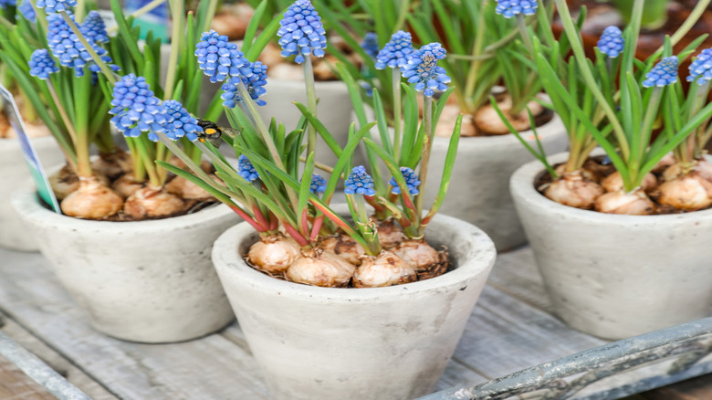 Potted bluebell plants