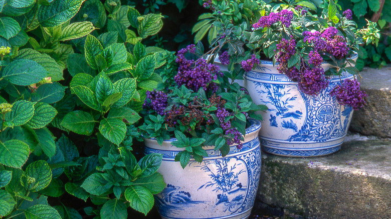 Potted heliotropes on porch