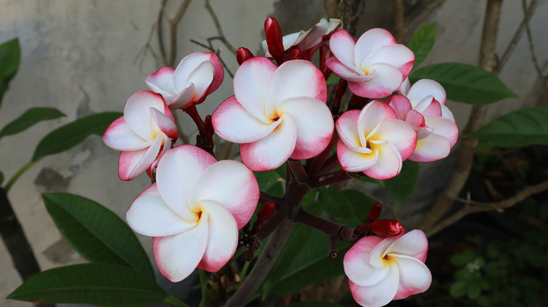 Blossoming plumeria shrub