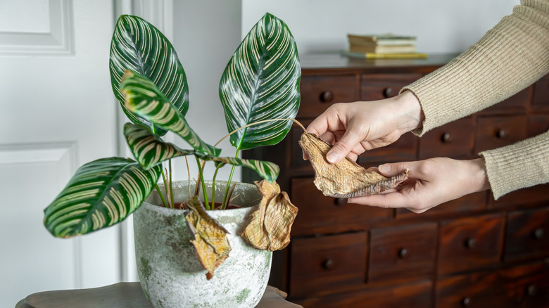 Hands examining the wilted leaf of calathea plant