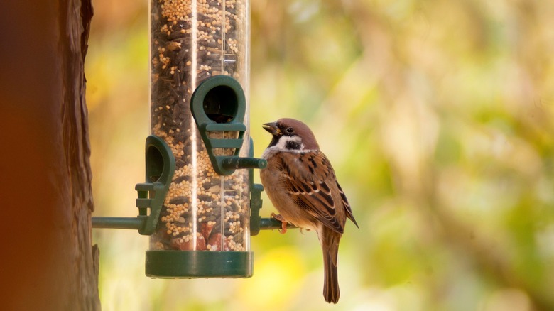 bird sitting on feeder perch