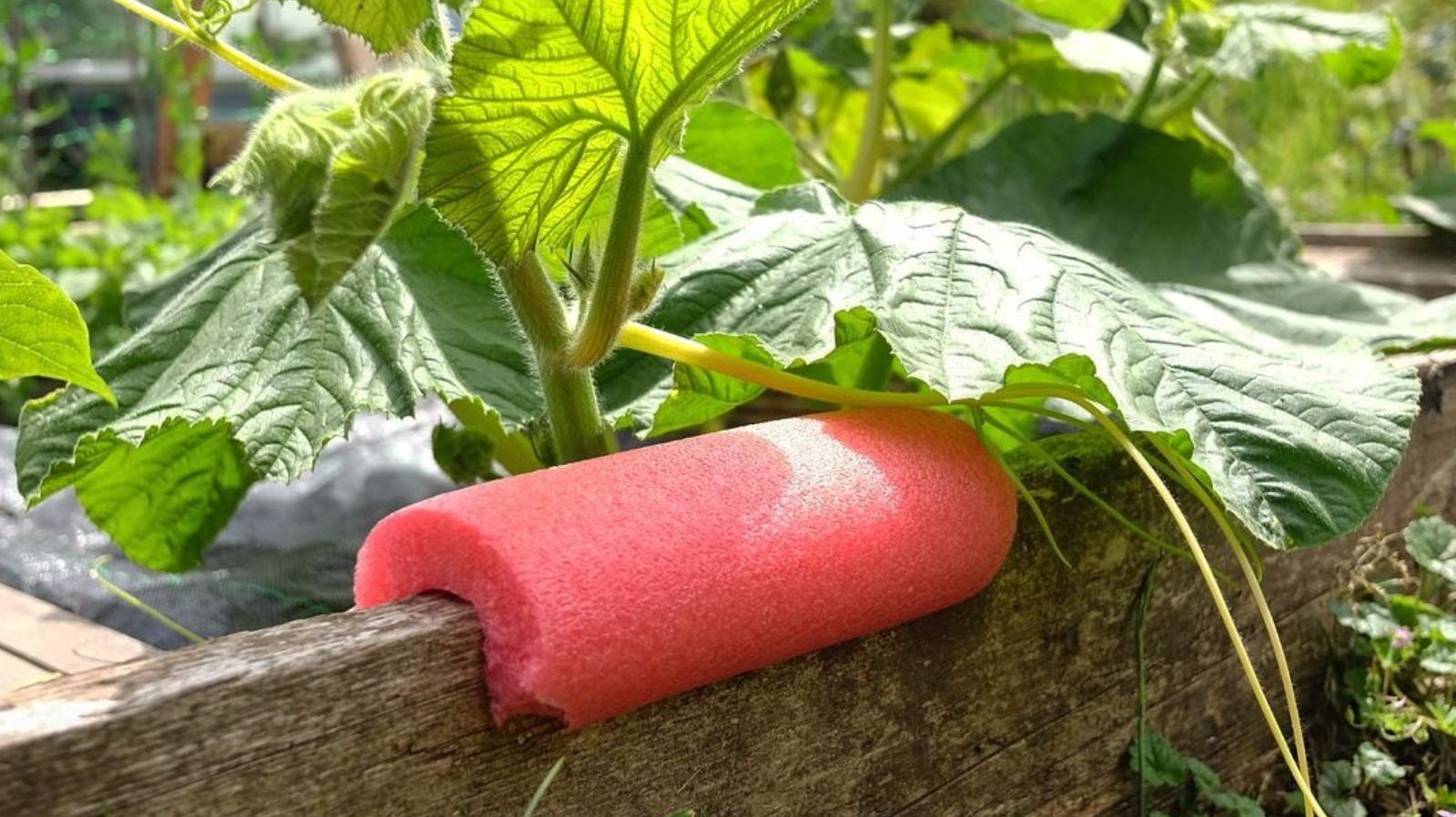 How A Pool Noodle Can Protect The Delicate Produce In Your Garden