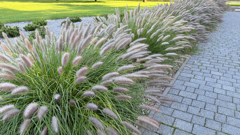 Large bunches of Japanese ornamental grass growing next to brick path