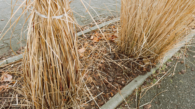 Two large clumps of ornamental grass, one tied for trimming