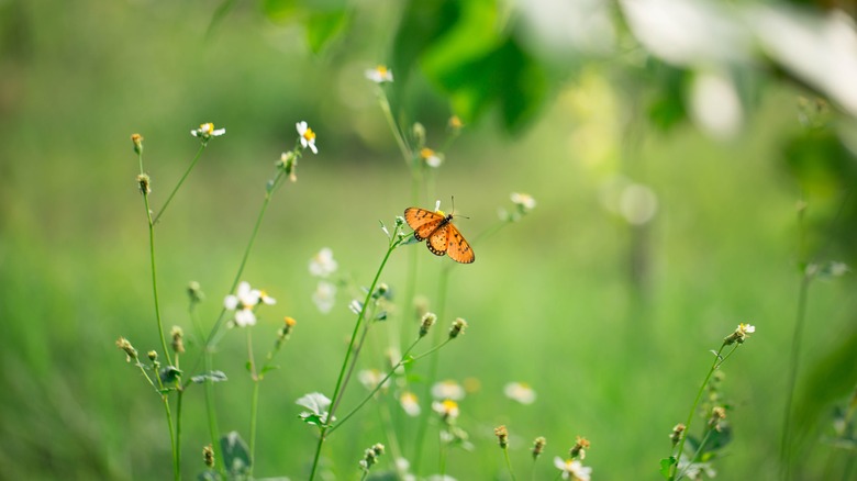 Orange and black butterfly in a meadow