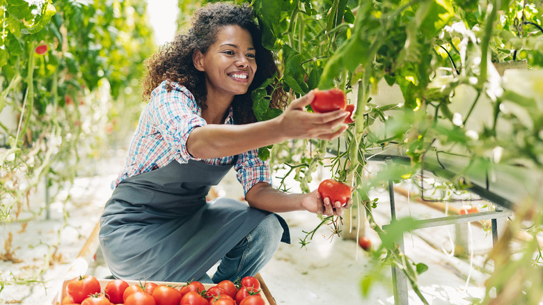 person smiling while harvesting tomatoes
