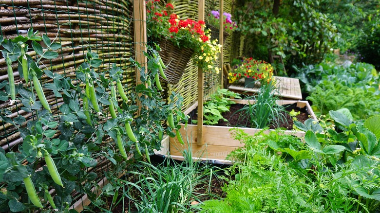 Garden with wall, plants, garden boxes, and flowers