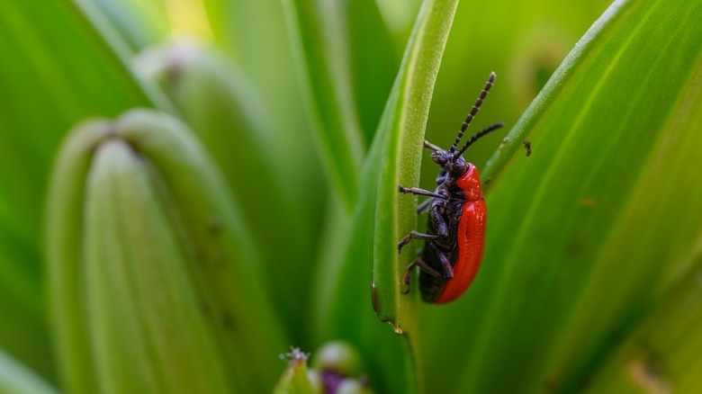 red lily beetle