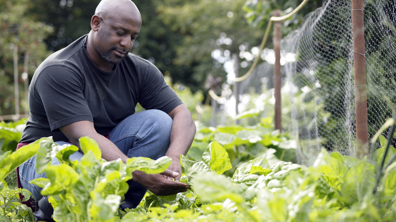 Man attending to vegetable garden