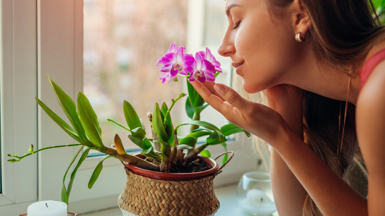 woman sniffing orchid flowers