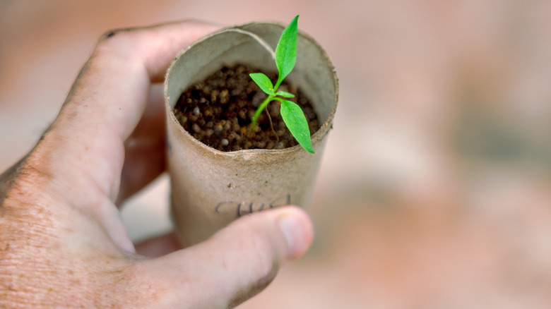 seedling in a toilet paper roll