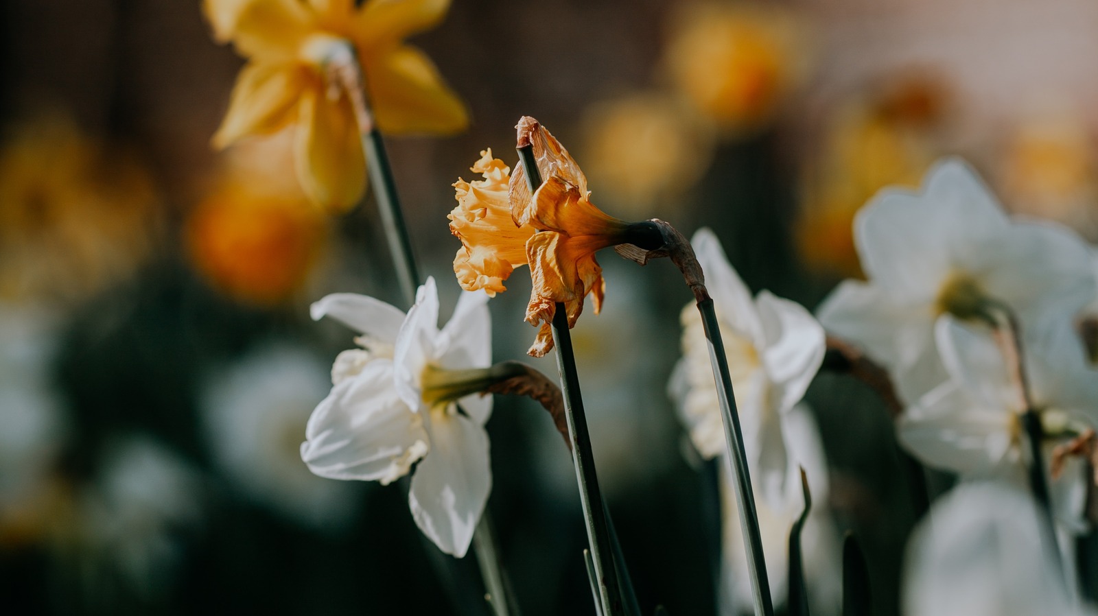 How And When To Deadhead Daffodils