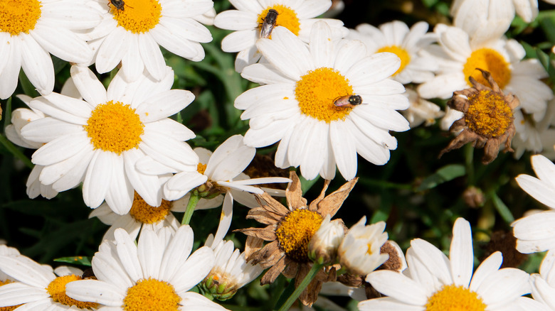 Wilting white daisy bush