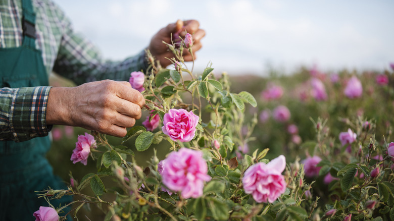 Gardener with a rosebush