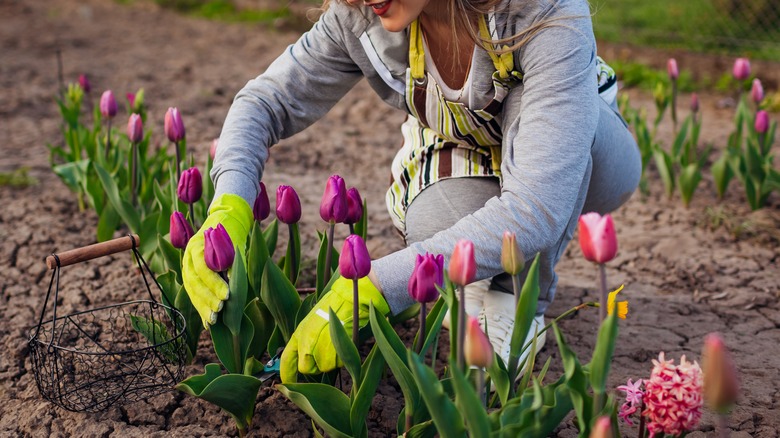 Woman cutting pink tulips