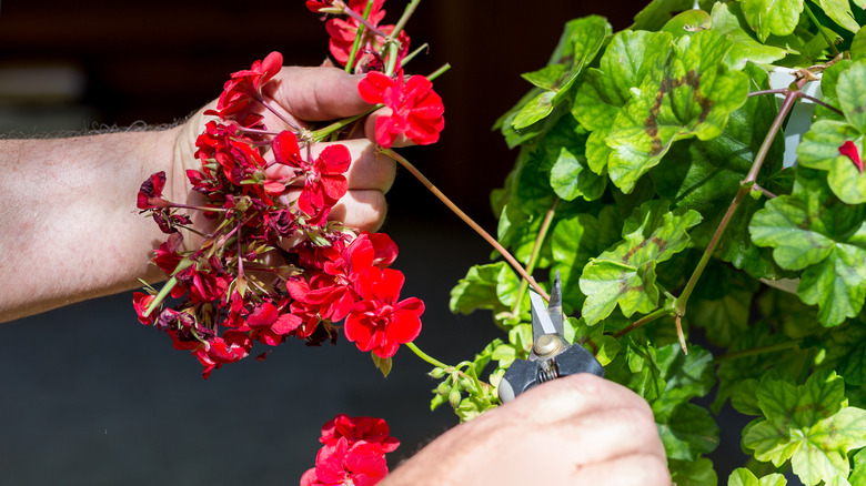 Man deadheading a red geranium