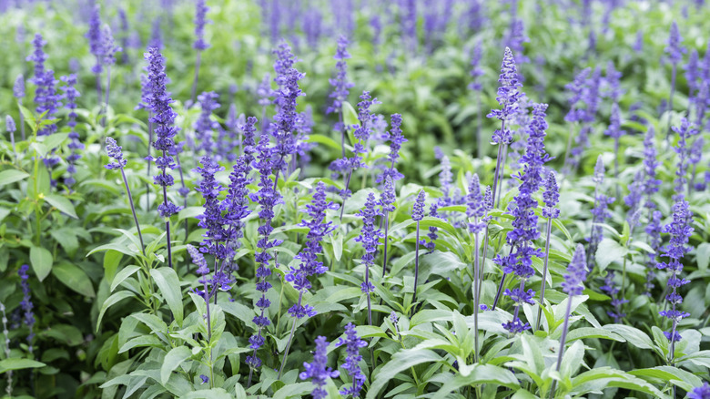 Salvia plants with purple flowers