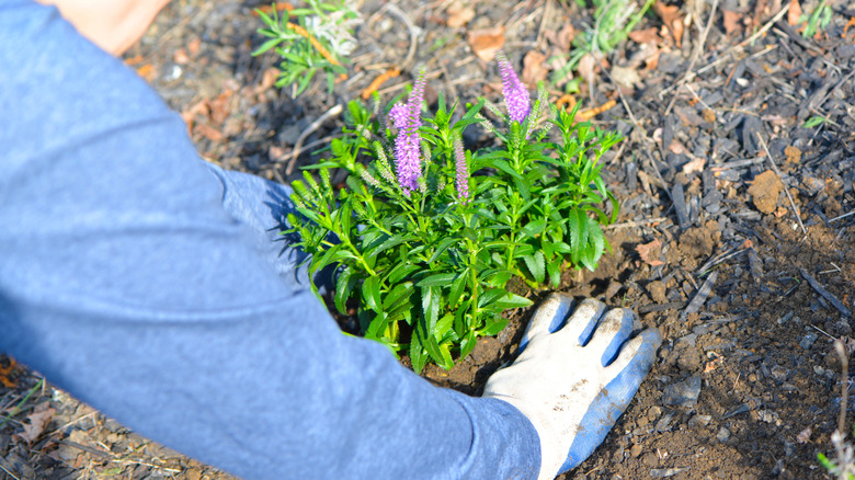 Close up of a person planting a salvia plant in the ground
