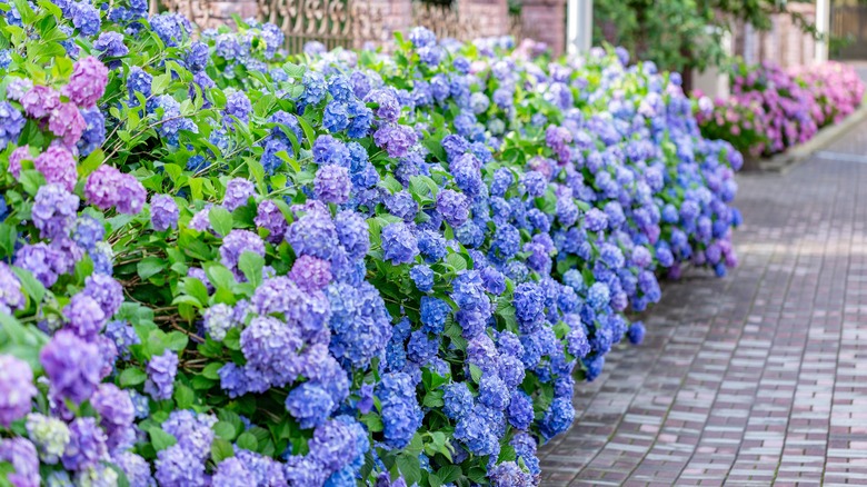 Image of Woman spreading fertilizer around hydrangea bush