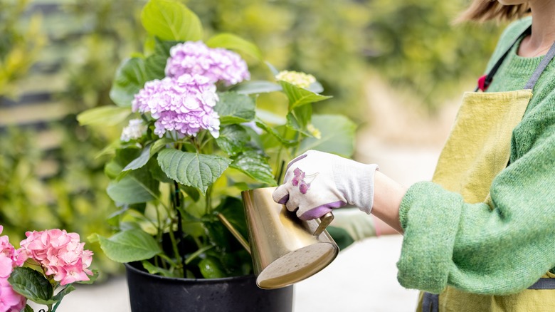 Woman watering hydrangea plant pot