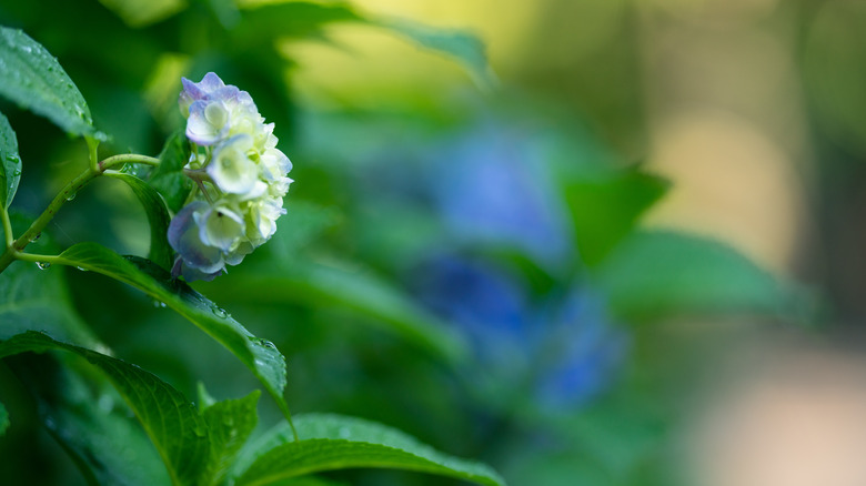 Small blue hydrangea flower cluster