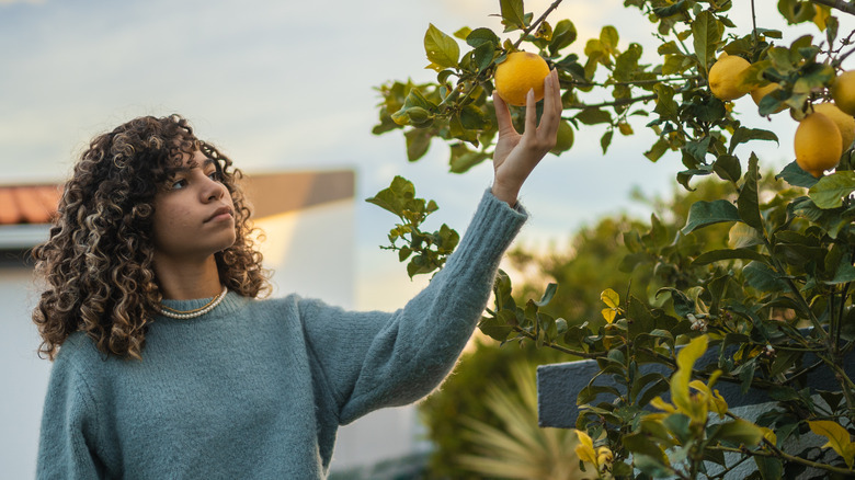 Person looking at lemon tree